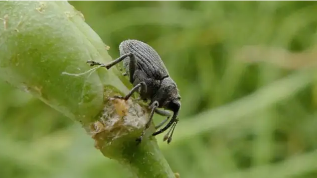 Buletin de avertizare nr.3/2026 – Gărgărița tulpinilor de rapiță