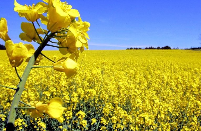 BULETIN DE AVERTIZARE- Rapița de toamnă