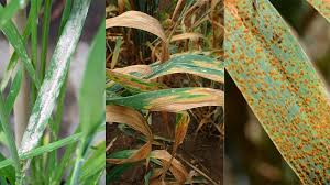 BULETIN DE AVERTIZARE – făinarea, septorioza, rugina și helmintosporioza