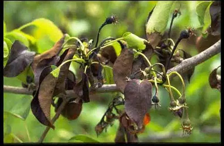 BULETIN DE AVERTIZARE- focul bacterian al rozaceelor