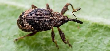 BULETIN DE AVERTIZARE – Combaterea dăunatorului gărgărița florilor de măr și a bolii făinare