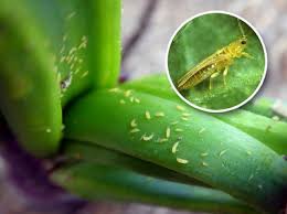 BULETIN DE AVERTIZARE tripsul comun (Thrips spp.) si musca cepei (Hylemia antiqua).