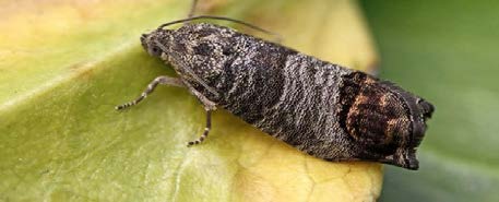 BULETIN DE AVERTIZARE – viermele prunelor (Laspeyresia funebrana)
