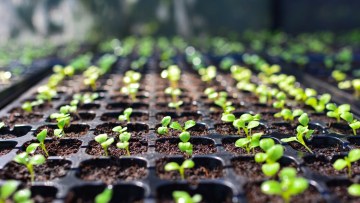 BULETIN DE AVERTIZARE – tratament răsaduri de legume