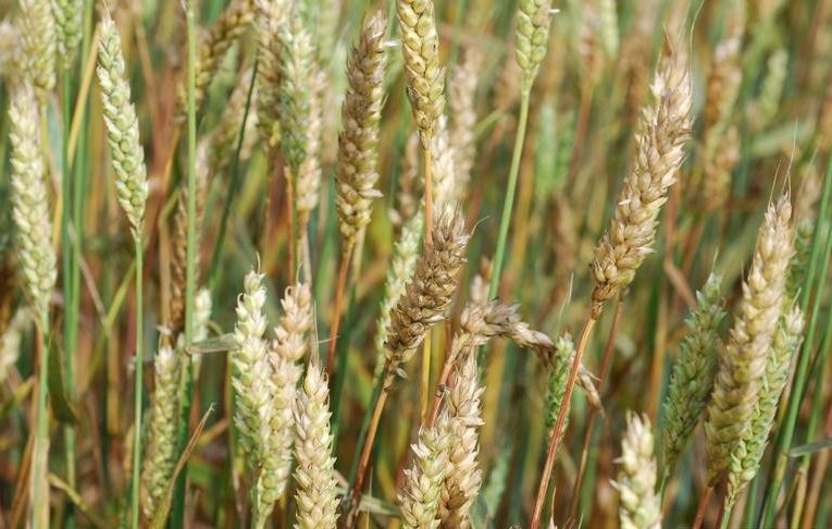 BULETIN DE AVERTIZARE – combaterea complexului de boli foliare si ale spicului